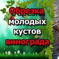 Обрезка винограда для начинающих