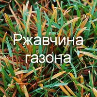 Ржавчина на газоне