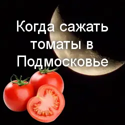 Высадка рассады помидор в открытый грунт в 2024 году