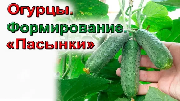 Формирование огурцов: как формировать огурцы.