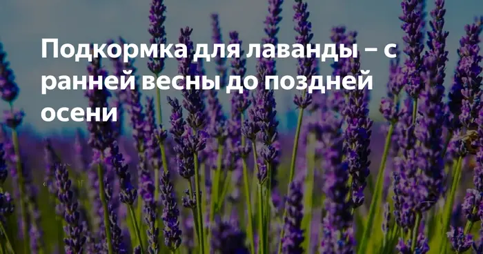 Когда и как удобрять лаванду Когда и как часто удобрять лаванду