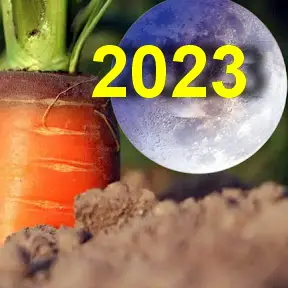Когда выкапывать морковь на хранение в 2023 году по лунному календарю