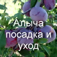 Алыча посадка и уход