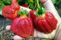 пора избавится от кустов клубники