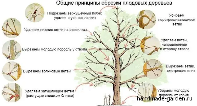 Как омолодить старую яблоню