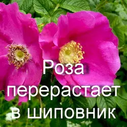 Почему роза перерастает в дичку:
