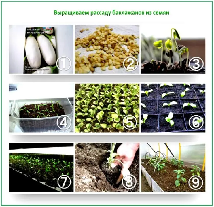 семена баклажанов к посеву