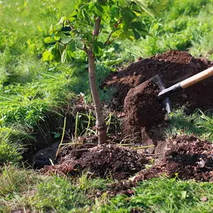 Почему важно перекапывать почву под кустами и деревьями