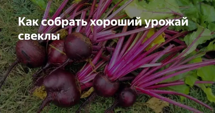 Как правильно выкапывать свеклу Как правильно выкапывать свеклу