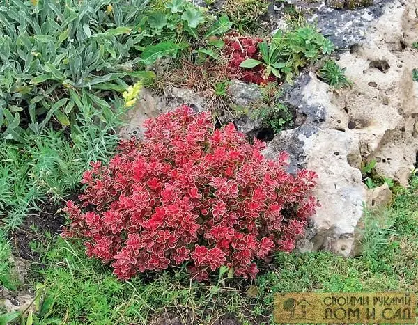 Барбарис Тунберга Admiration Барбарис Тунберга Ad…