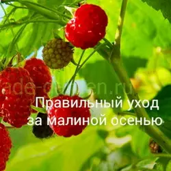 Как и когда обрезать малину осенью