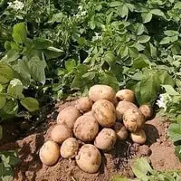СОВЕТЫ ПО ВЫРАЩИВАНИЮ КАРТОФЕЛЯ