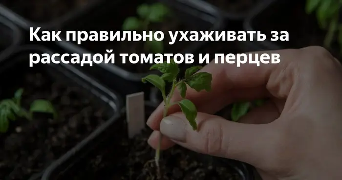 Уход за рассадой помидор и перцев