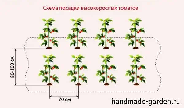 Расстояние между высокорослыми помидорами