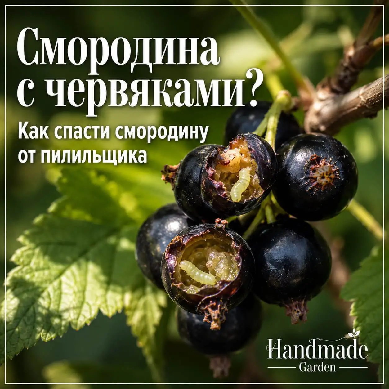 Смородина с червяками внутри? Обработка за 5&ndash;7 дней до цветения