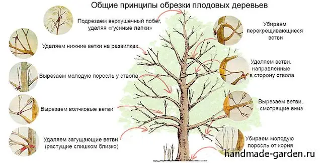Как правильно сделать обрезку и формировать крону у молодых яблонь
