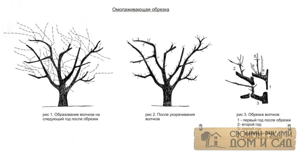 обрезка омолаживающая обрезка омолаживающа…