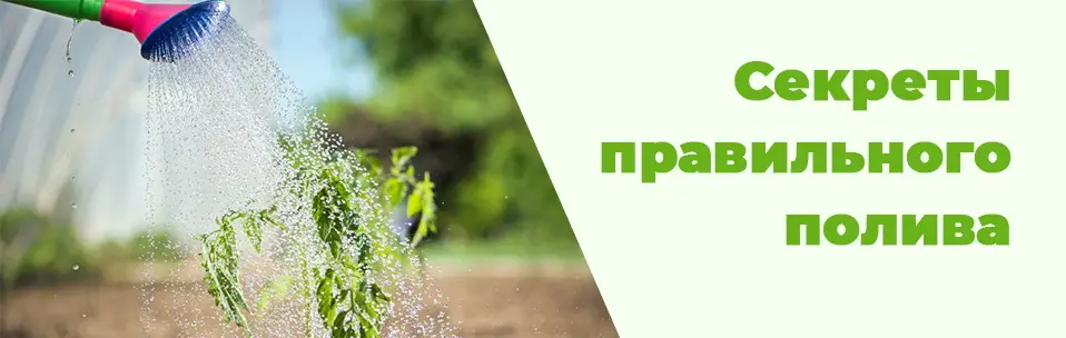 Когда лучше всего поливать растения?