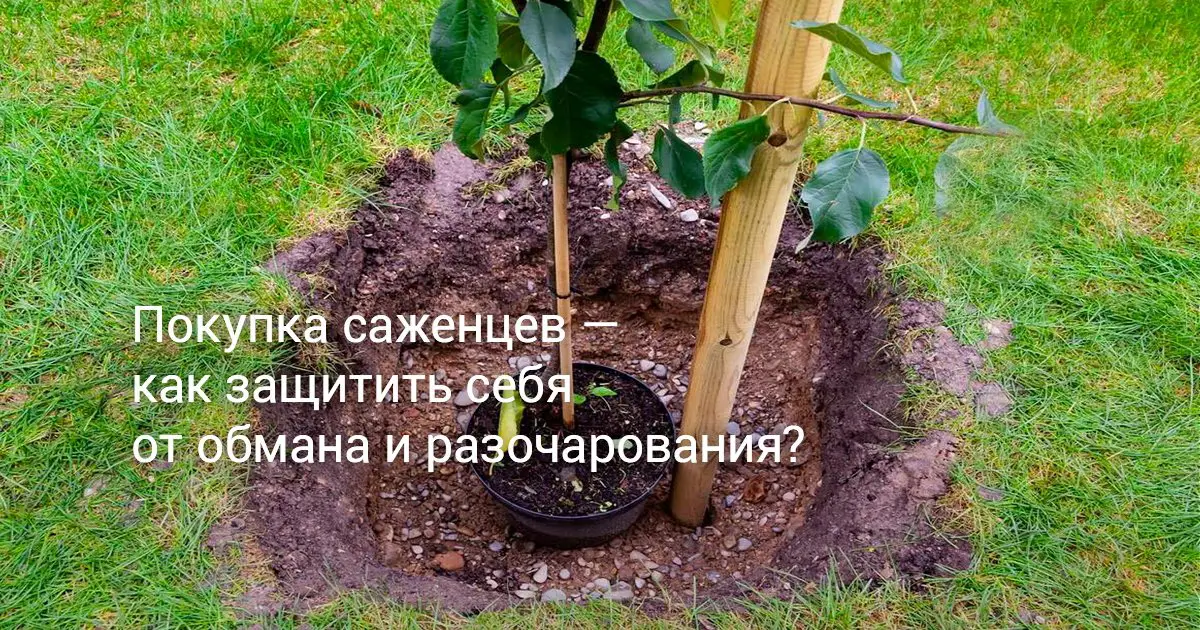 Как выбрать здоровый саженец: чек-лист покупателя Как выбрать здоровый саженец: чек-лист покупателя