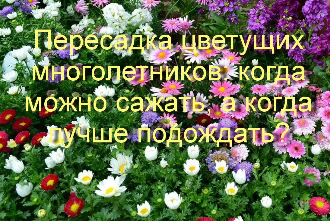 Пересадка цветущих многолетников: когда можно сажать, а когда лучше подождать? Пересадка цветущих многолетников: когда можно сажать, а когда лучше подождать?