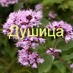 Применение душицы в народной медицине