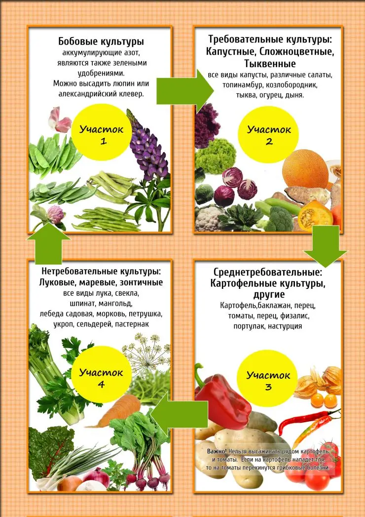 Севооборот овощных культур