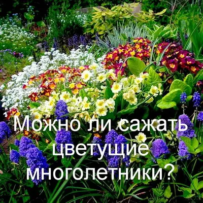 Пересадка цветущих многолетников