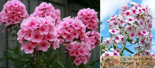 Флокс метельчатый Флокс метельчатый