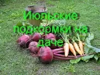 Июльские подкормки на даче