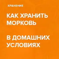Как хранить урожай моркови до зимы