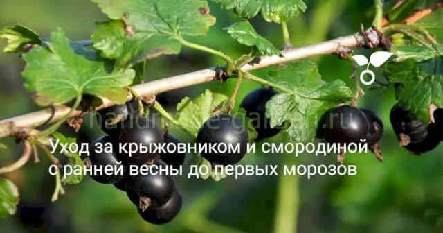 Уход за черной смородиной