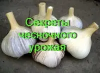 Секреты чесночного урожая