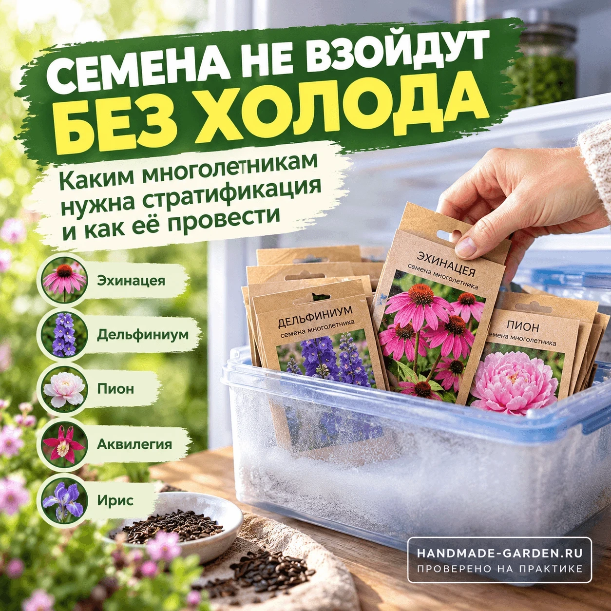 Стратификация семян: какие цветы нужно &laquo;морозить&raquo; в холодильнике, чтобы они взошли