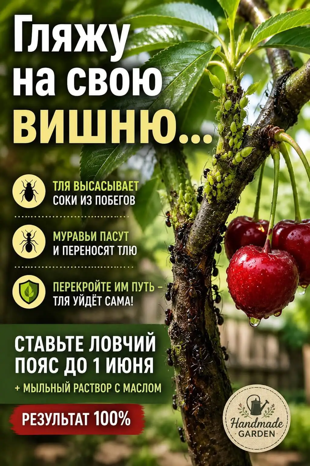 Как перекрыть муравьям дорогу к вишне