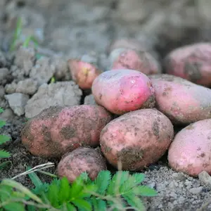 Выращивание картофеля от А до Я: советы агронома для большого урожая