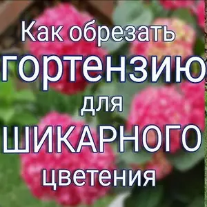 Когда обрезать гортензию?
