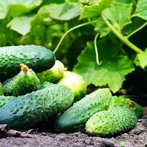 Бабушкин секрет вкусных огурцов: полное руководство по выращиванию