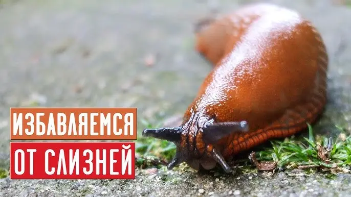 Какие ловушки для слизней можно сделать своими руками Какие ловушки для слизней можно сделать своими руками