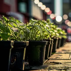 5 проверенных способов спасти рассаду от заморозков