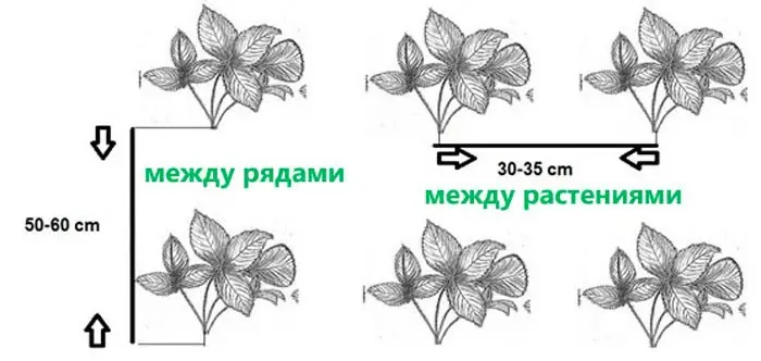 Схема посадки клубники в черный спанбонд Схема посадки клубники в черный спанбонд