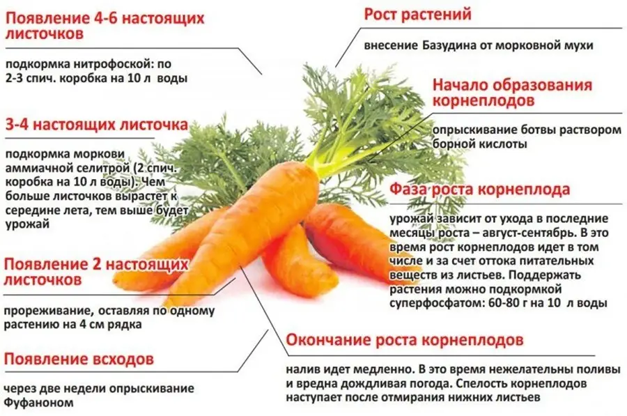 Июньская посадка моркови Июньская посадка моркови
