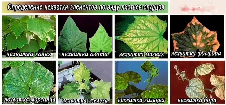 Какие нужны микроэлементы огурцам для роста после высадки Какие нужны микроэлементы огурцам для роста после высадки