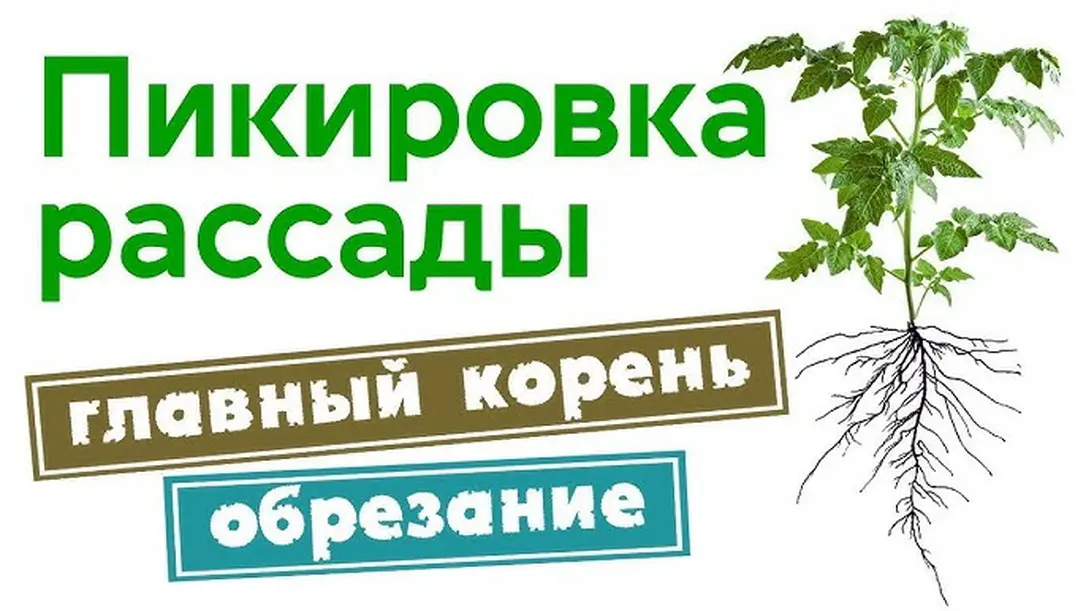 Благоприятные дни для пикировки томатов в 2025 году