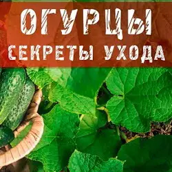 Посадка огурцов в открытый грунт и теплицу