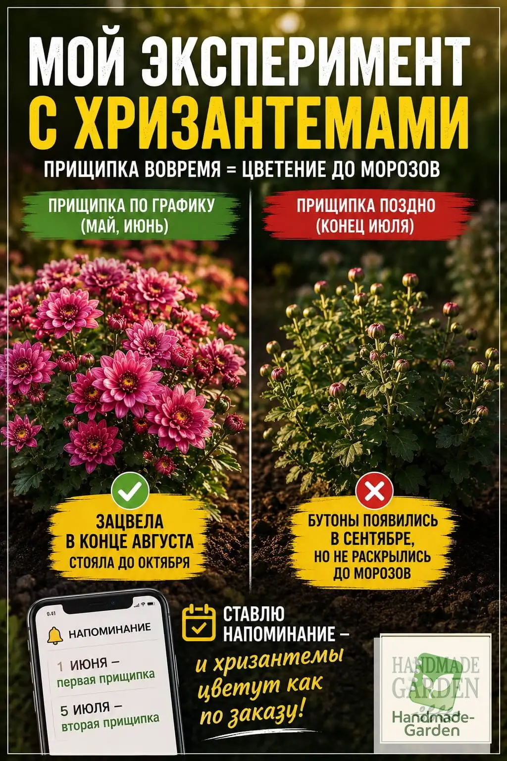Мой эксперимент с хризантемами