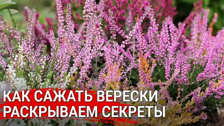 Как выращивать вереск? Главные правила посадки и уход
