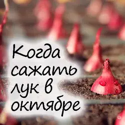 Когда сажать лук под зиму осенью в октябре