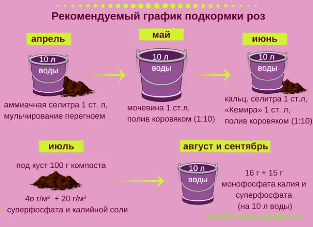 Внекорневая подкормка розы Внекорневая подкормка розы
