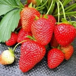 Уход за клубникой в июне