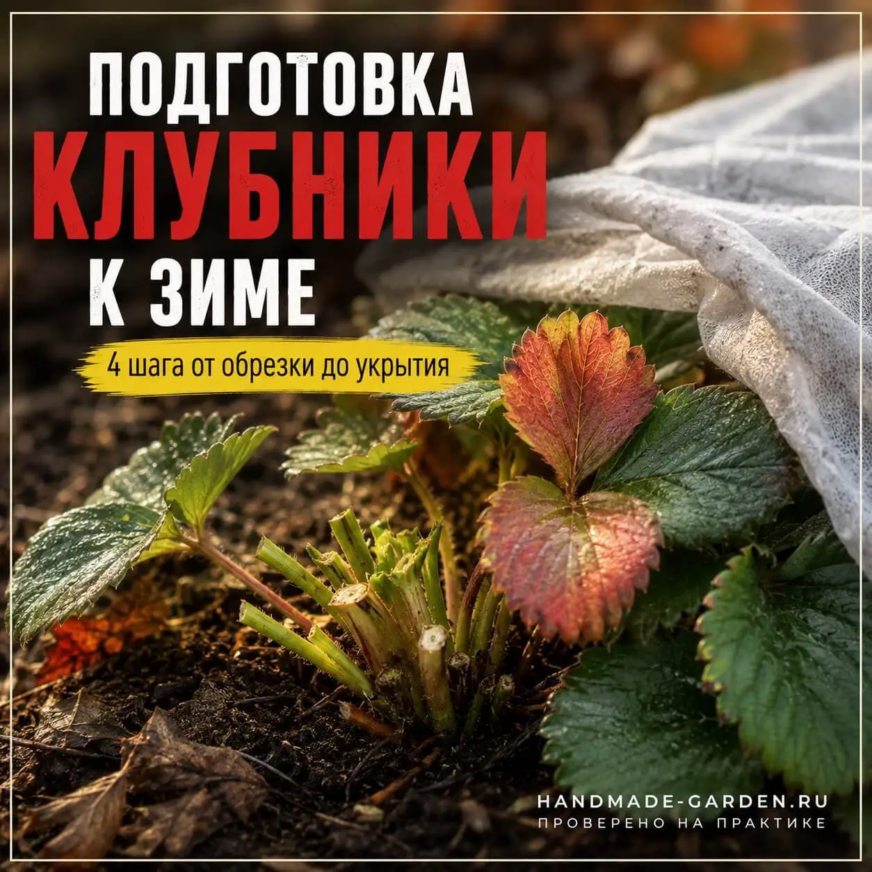 Подготовка клубники к зиме: 4 шага от обрезки до укрытия